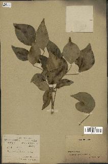 spécimen de Hedera nepalensis