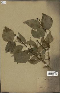 spécimen de Hedera nepalensis