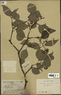 spécimen de Hedera nepalensis