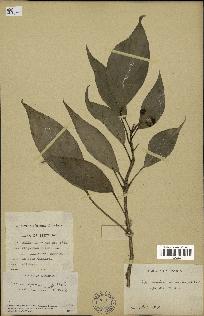 spécimen de Hedera nepalensis