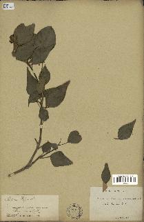 spécimen de Hedera nepalensis