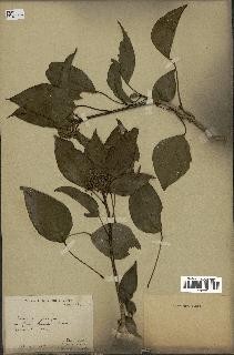 spécimen de Hedera nepalensis