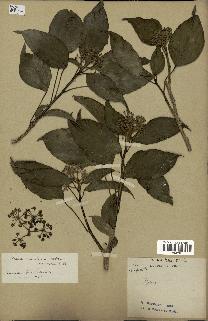 spécimen de Hedera nepalensis