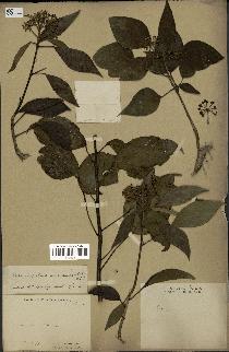 spécimen de Hedera nepalensis
