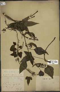 spécimen de Hedera nepalensis