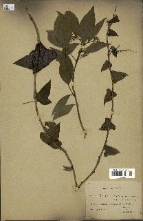 spécimen de Hedera nepalensis