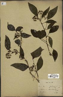spécimen de Hedera nepalensis