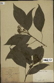 spécimen de Hedera nepalensis