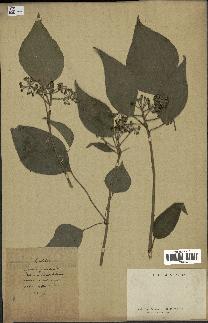 spécimen de Hedera nepalensis