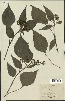 spécimen de Hedera nepalensis