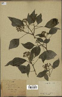 spécimen de Hedera nepalensis