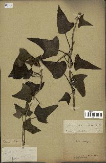 spécimen de Hedera nepalensis