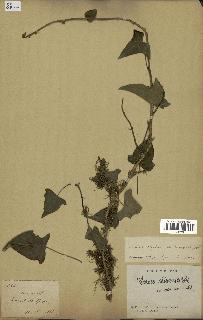 spécimen de Hedera nepalensis