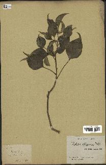 spécimen de Hedera nepalensis