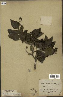 spécimen de Hedera nepalensis