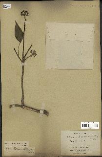 spécimen de Hedera nepalensis