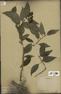 spécimen de Hedera nepalensis