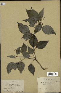 spécimen de Hedera nepalensis