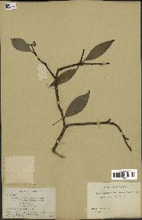 spécimen de Hedera nepalensis