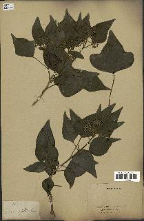 spécimen de Hedera nepalensis