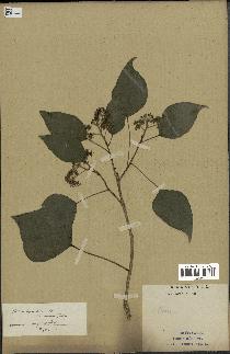 spécimen de Hedera nepalensis