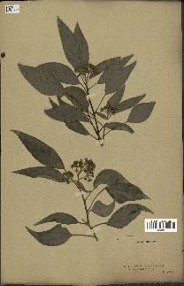 spécimen de Hedera nepalensis