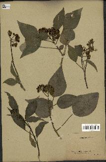 spécimen de Hedera nepalensis