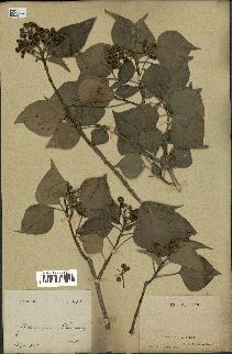 spécimen de Hedera nepalensis