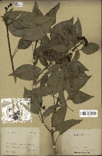 spécimen de Hedera nepalensis