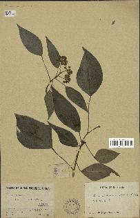 spécimen de Hedera nepalensis
