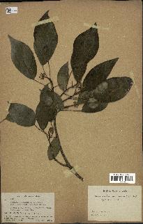 spécimen de Hedera nepalensis