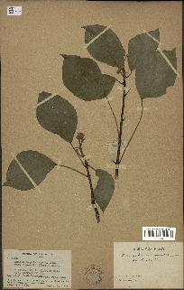 spécimen de Hedera nepalensis