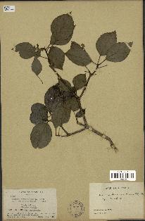 spécimen de Hedera nepalensis