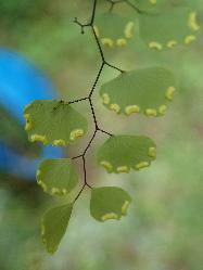 spécimen de Adiantum poiretii