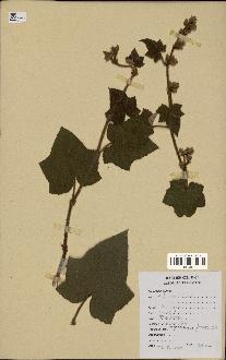 spécimen de Rubus sp.