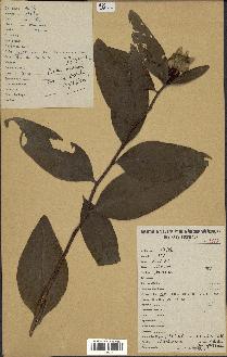 spécimen de Protea madiensis