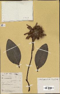 spécimen de Protea madiensis