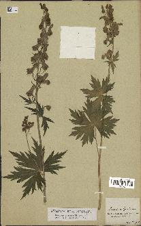 spécimen de Aconitum lycoctonum