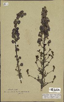 spécimen de Aconitum napellus