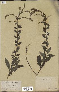 spécimen de Solidago ulmifolia