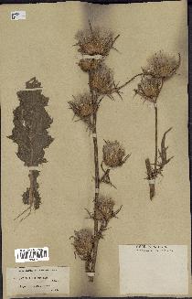 spécimen de Cirsium syriacus