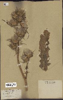 spécimen de Cirsium syriacus