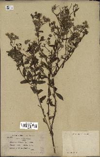 spécimen de Erigeron annuus