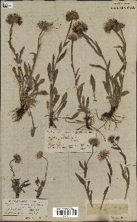 spécimen de Erigeron pulchellus