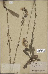 spécimen de Conyza primulifolia