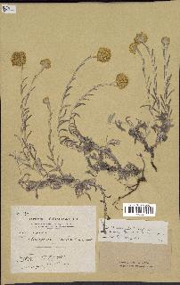 spécimen de Helichrysum stoechas