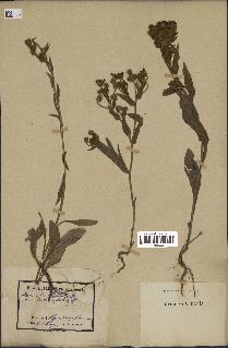 spécimen de Andryala integrifolia