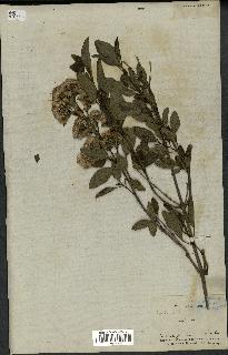 spécimen de Eupatorium sp.