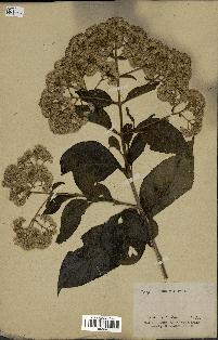 spécimen de Eupatorium sp.