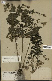 spécimen de Eupatorium sp.